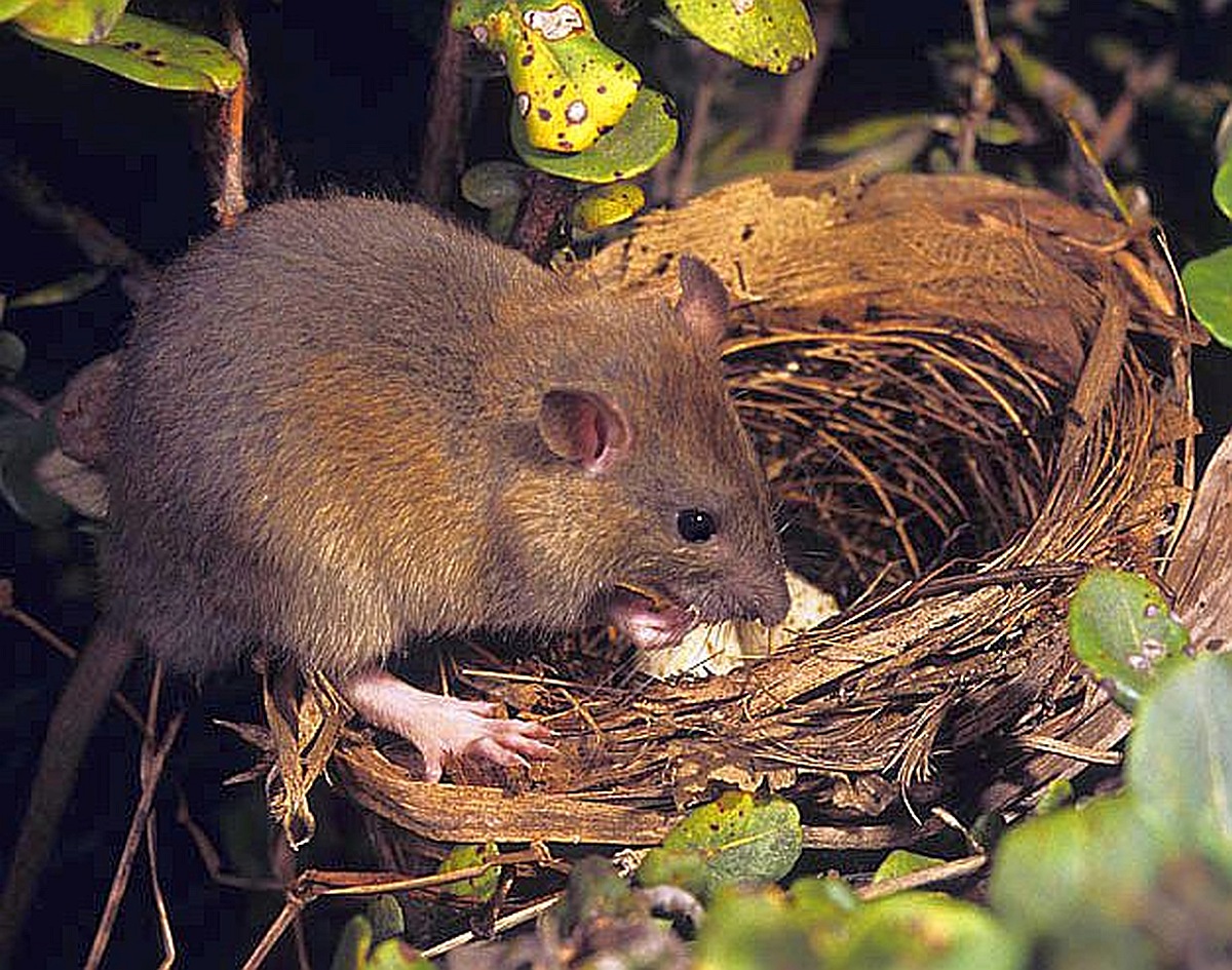 Invasive Rat | FWS.gov